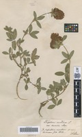 Syntype of Trifolium medium L. variety humile Schur [family FABACEAE]