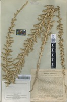 Type of Salsola androssowii Litv. [family CHENOPODIACEAE]