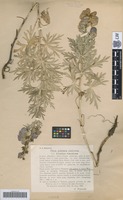 Original material of Aconitum romanicum Woł. [family RANUNCULACEAE]