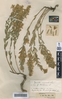 Syntype of Genista rupestris Schur [family FABACEAE]