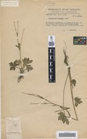 Isotype of Ranunculus malinovskii Elenevsky & Derv.-Sok. [family RANUNCULACEAE]