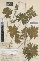 Type? of Aconitum hosteanum Schur [family RANUNCULACEAE]