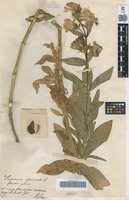 Holotype of Saponaria officinalis L. variety pleniflora Schur [family CARYOPHYLLACEAE]