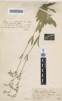 Original material of Silene transsilvanica Schur [family CARYOPHYLLACEAE]