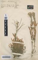 Syntype of Erysimum transsilvanicum Schur [family BRASSICACEAE]