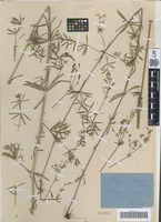 Syntype of Galium polonicum Błocki [family RUBIACEAE]