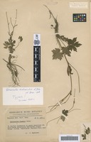 Holotype of Ranunculus malinovskii Elenevsky & Derv.-Sok. [family RANUNCULACEAE]