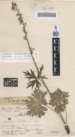 Type? of Aconitum hosteanum Schur [family RANUNCULACEAE]