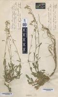 Original material of Silene transsilvanica Schur [family CARYOPHYLLACEAE]