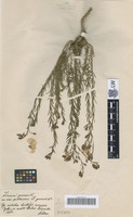 Holotype of Linum perenne L. variety pulcherrimum Schur [family LINACEAE]