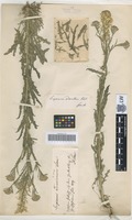Syntype of Erysimum transsilvanicum Schur [family BRASSICACEAE]