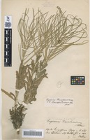 Syntype of Erysimum transsilvanicum Schur [family BRASSICACEAE]
