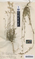 Original material of Silene transsilvanica Schur [family CARYOPHYLLACEAE]