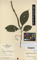 Filed as Brachystephanus africanus S.Moore var. velutinus (De Wild.) Figueiredo [family ACANTHACEAE]