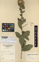 Filed as Vernonia glabra (Steetz) Vatke [family ASTERACEAE]