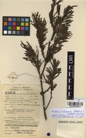 Filed as Newtonia buchananii (Baker f.) G.C.C.Gilbert & Boutique [family MIMOSACEAE]