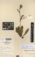 Filed as Conyza subscaposa O.Hoffm. [family ASTERACEAE]