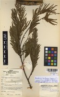Filed as Newtonia buchananii (Baker f.) G.C.C.Gilbert & Boutique [family MIMOSACEAE]