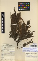 Filed as Newtonia buchananii (Baker f.) G.C.C.Gilbert & Boutique [family MIMOSACEAE]