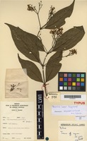 Isotype of Tarenna inops Degreef [family RUBIACEAE]