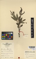 Filed as Eriosema shirense Baker f. var. longibracteatum Hauman [family FABACEAE]