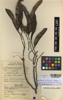 Filed as Newtonia buchananii (Baker f.) G.C.C.Gilbert & Boutique [family MIMOSACEAE]