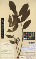 Filed as Zanthoxylum gilletii (De Wild.) P.G.Waterman [family RUTACEAE]