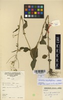 Filed as Vernonia meiostephana C.Jeffrey [family ASTERACEAE]