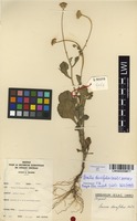 Filed as Emilia discifolia (Oliv.) C.Jeffrey [family ASTERACEAE]