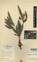 Filed as Eriosema shirense Baker f. var. longibracteatum Hauman [family FABACEAE]