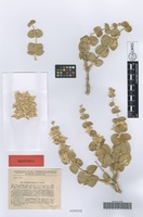 Isotype of Otostegia bucharica B. Fedtsch. [family LAMIACEAE]