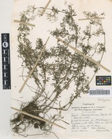 Isotype of Galium transcarpaticum Stojko & Tasenk. [family RUBIACEAE]