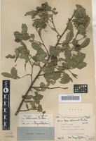 Type of Rosa achburensis Chrshan. [family ROSACEAE]