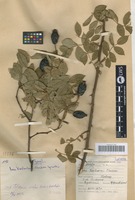 Type of Rosa koslowskii Chrshan. [family ROSACEAE]
