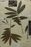 Isotype of Talisia erecta Radlk. [family SAPINDACEAE]