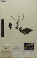 Syntype of Paullinia uloptera Radlk. [family SAPINDACEAE]