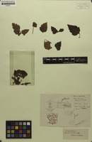 Syntype of Urvillea stipitata f. subhirsuta Radlk. [family SAPINDACEAE]