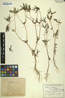 Type of Dilepis dichotoma Suess. & Merxm. [family ASTERACEAE]