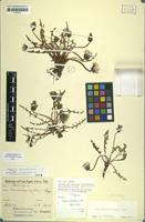 Lectotype of Taraxacum apiculatum Soest [family ASTERACEAE]