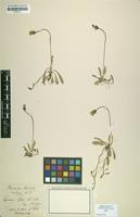 Isotype of Hieracium auricula subsp. breve Nägeli & Peter [family ASTERACEAE]