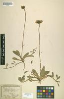 Syntype of Hieracium auricula f. marginatum Nägeli & Peter [family ASTERACEAE]