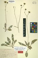 Isotype of Hieracium schmidtii var. pseudorupigenum Zahn [family ASTERACEAE]