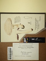 Agaricus aestivalis (F.H. Møller) Pilát
