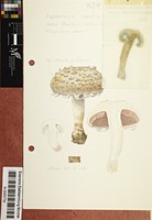 Agaricus aestivalis (F.H. Møller) Pilát
