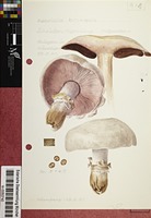 Agaricus bitorquis (Quél.) Sacc.