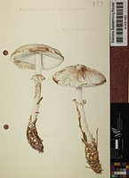 Leucocoprinus badhamii (Berk. & Broome) M.M. Moser