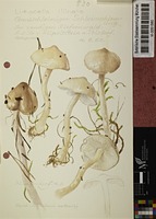 Limacella illinita (Fr.) Maire