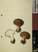 Lycoperdon echinatum Pers.
