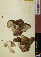 Lyophyllum crassifolium (Berk.) Singer