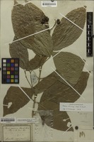 Original material? of Rauia resinosa Nees & Mart. [family RUTACEAE]